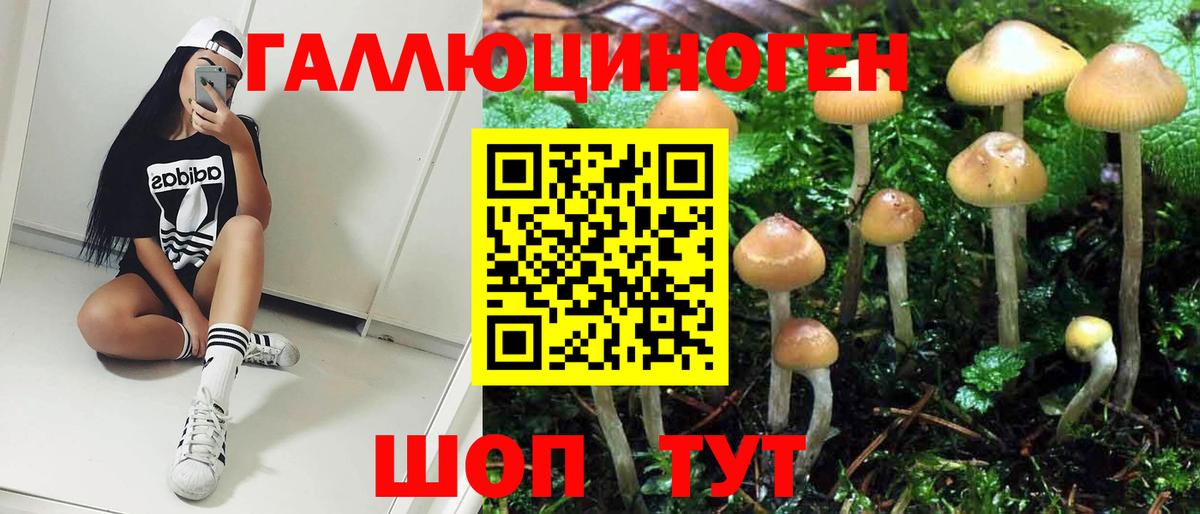 Галлюциногенные грибы Psilocybine cubensis Калининград